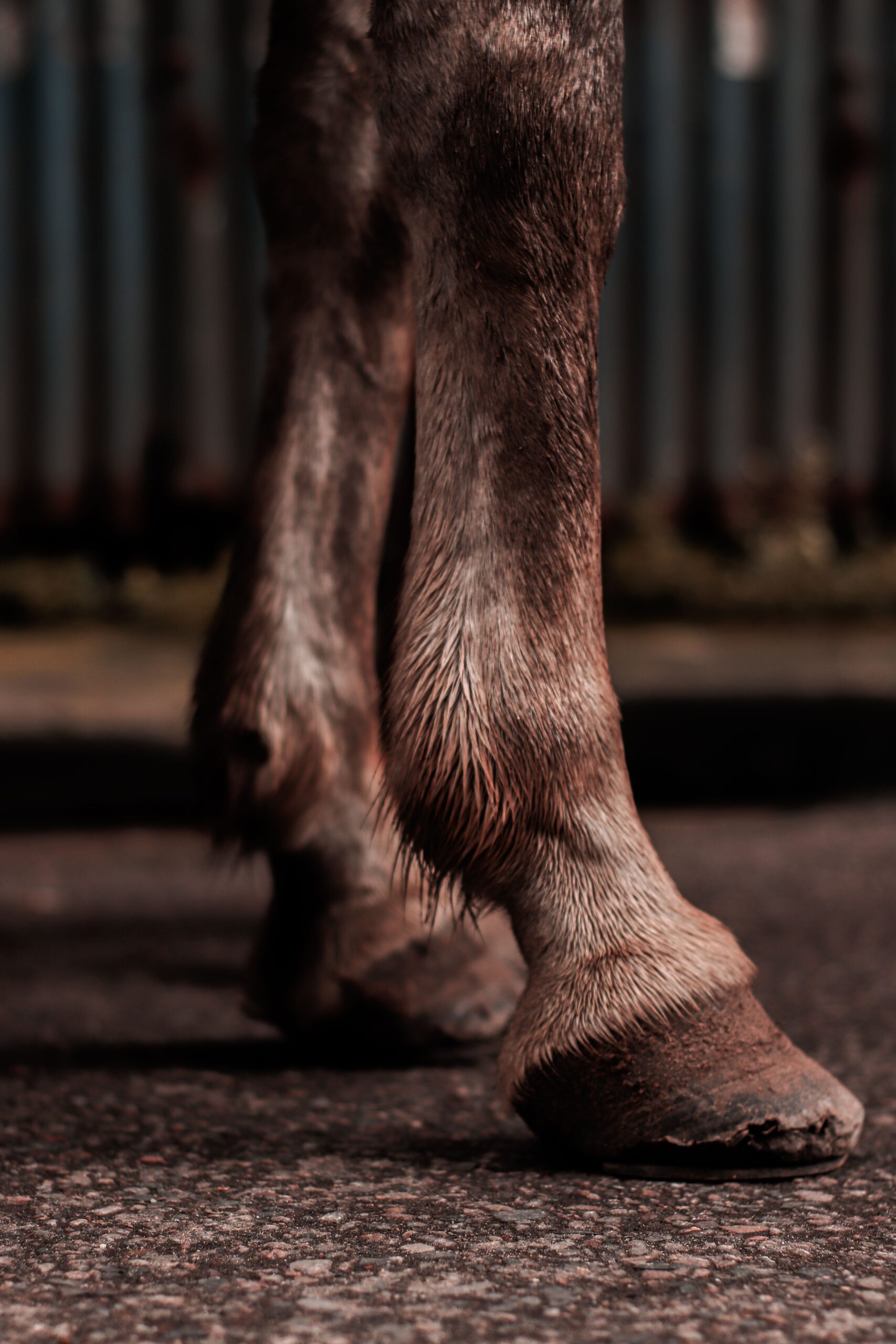 Why Horses Need Joint Supplements