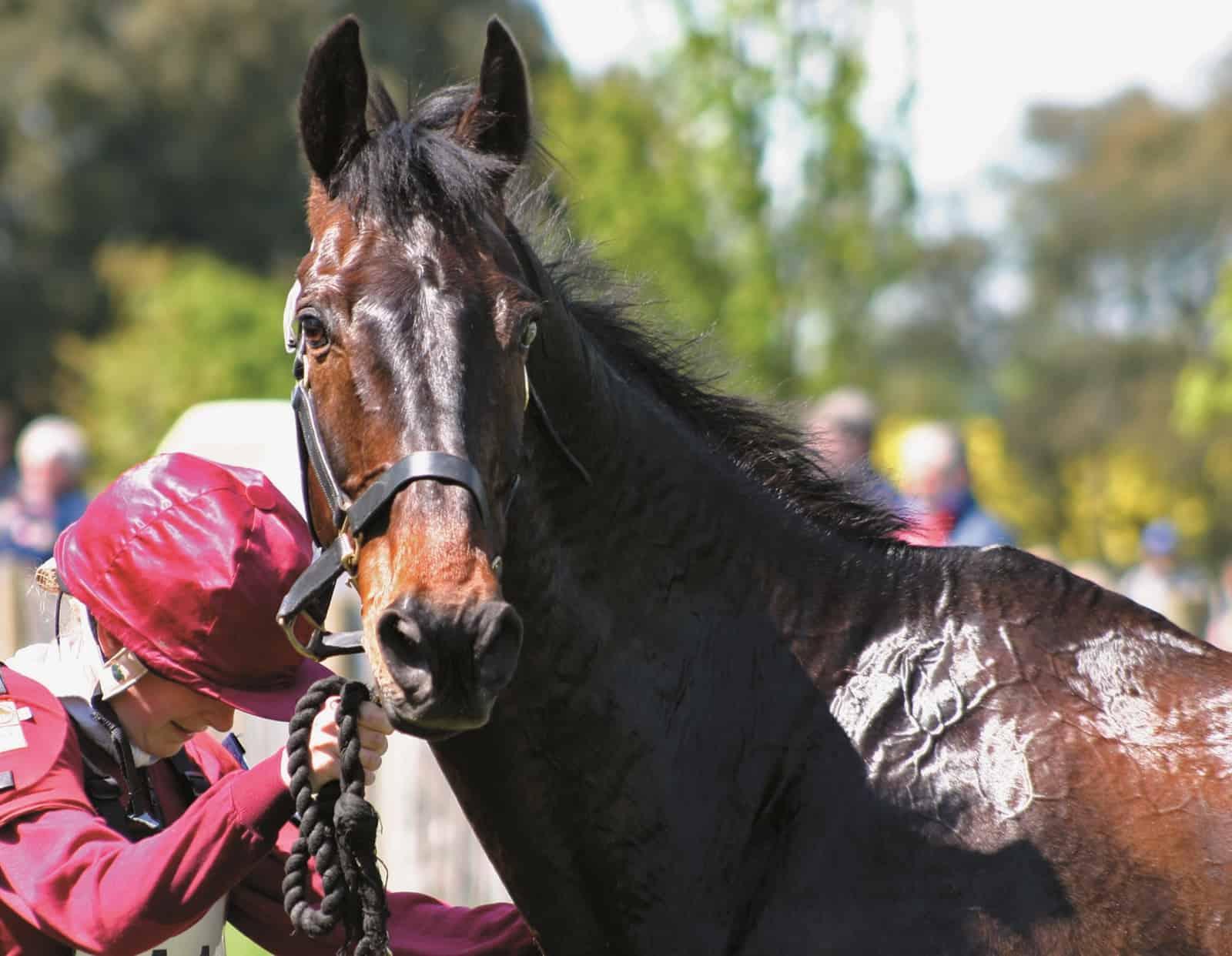 Electrolytes for Horses: What They Do and When They Are Needed